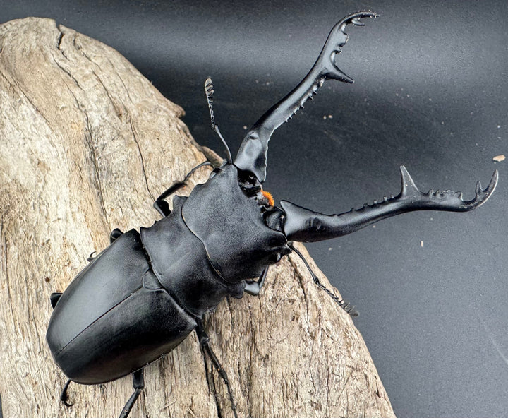 【WF2】《ギラファノコギリ亜種ケイスケ 108mm ペア》