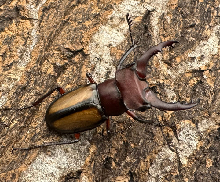 【WD】《ラエトゥスミヤマ 38mm ペア》