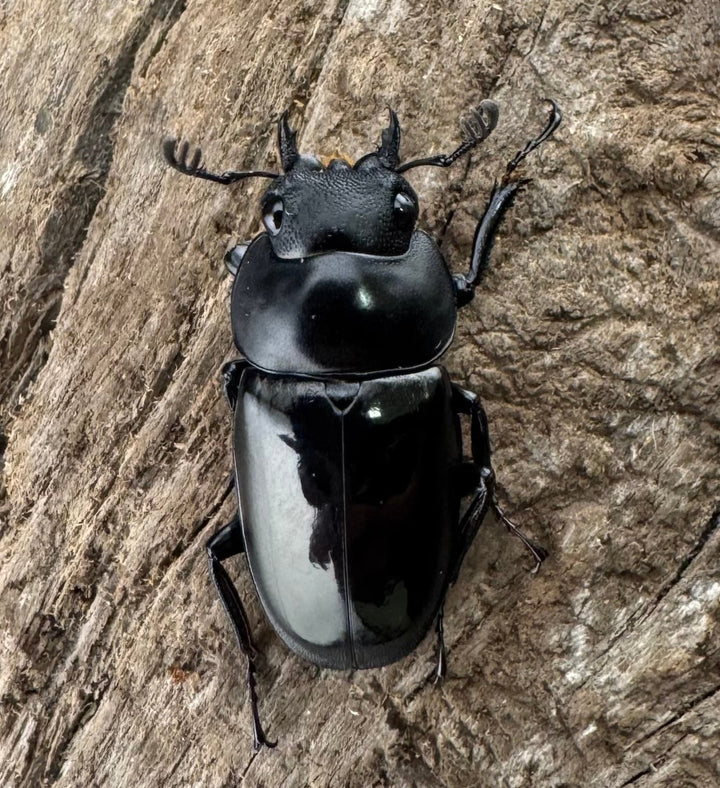 【WD】《ブッダノコギリ ボアク島産 49mm ペア》