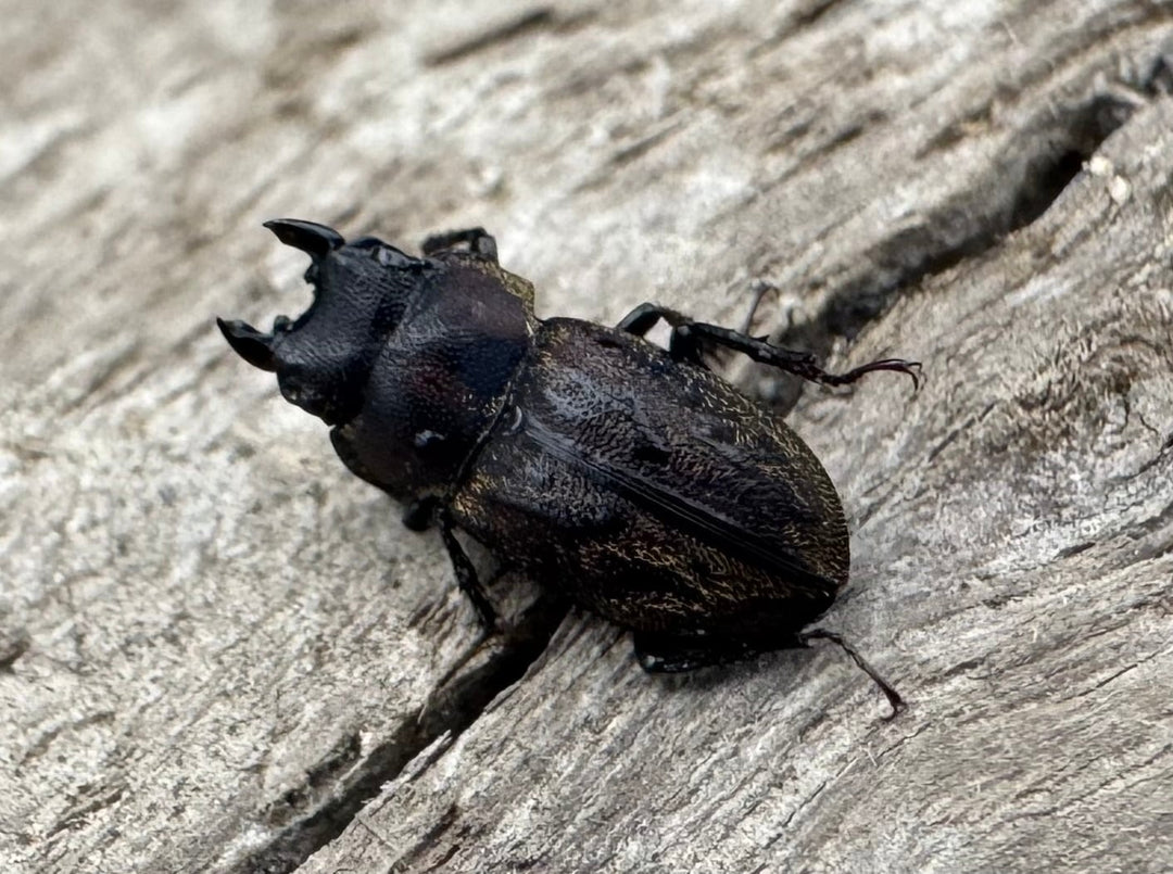 《ペルークワガタ Free ペア》