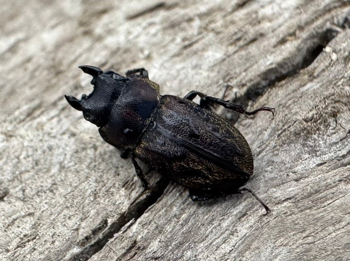 《ペルークワガタ Free ペア》