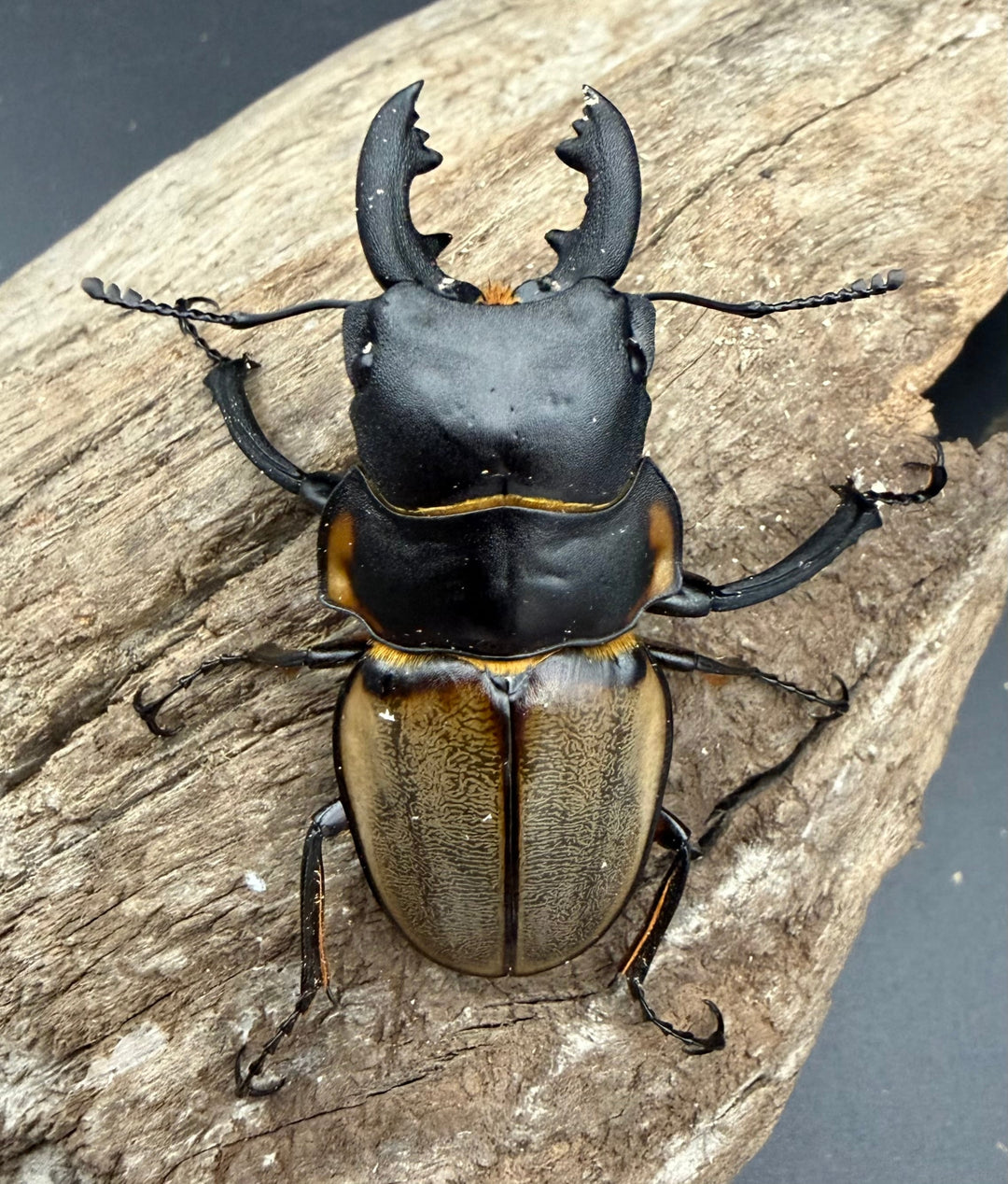 【WD】《ゾンメルツヤクワガタ ボルネオ産 59.5mm ペア》