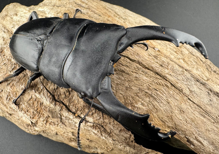 【WD】《ブルーダンヒラタクワガタ 88mm A'品ペア》