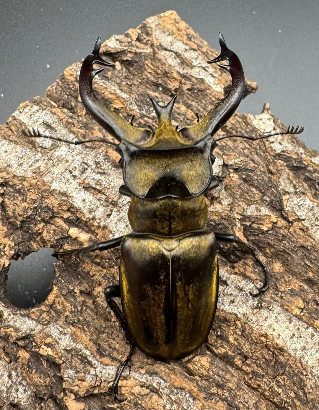 【WD】《チベットミヤマ亜種フルキフェル 75mm ♂B品ペア》