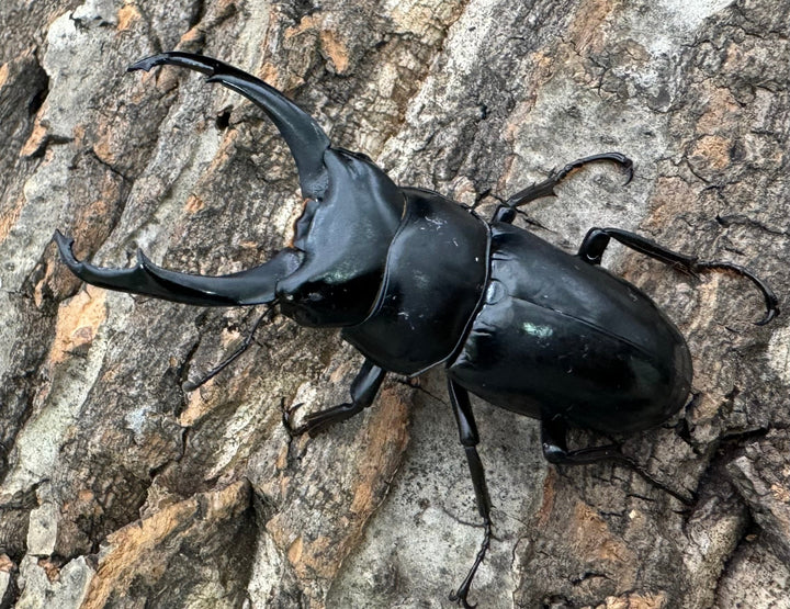 【WD】《ネパレンシス ssp. チベット産 61mm ♂♀♀トリオ》