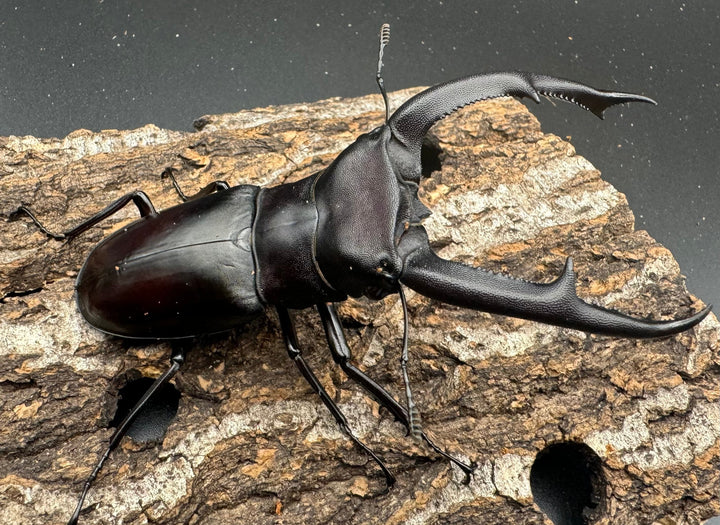 【WD】《マンディブラリスフタマタ 100.5mm ペア》