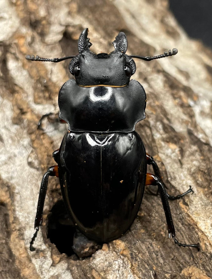 【WD】大型大歯《インペリアリスツヤクワガタ 66mm A’品ペア》