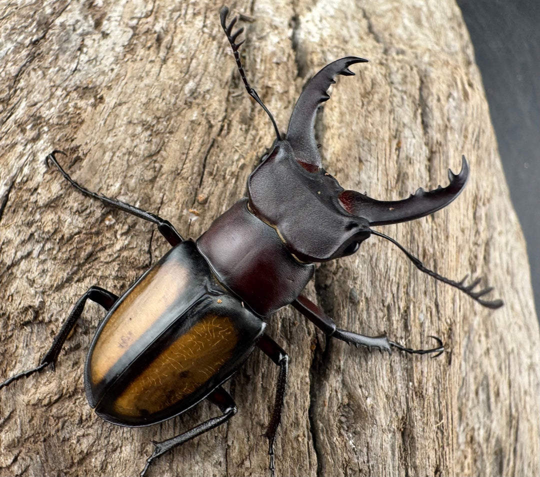 【WD】《パリーミヤマクワガタ 37mm ♂赤タイプ ペア》