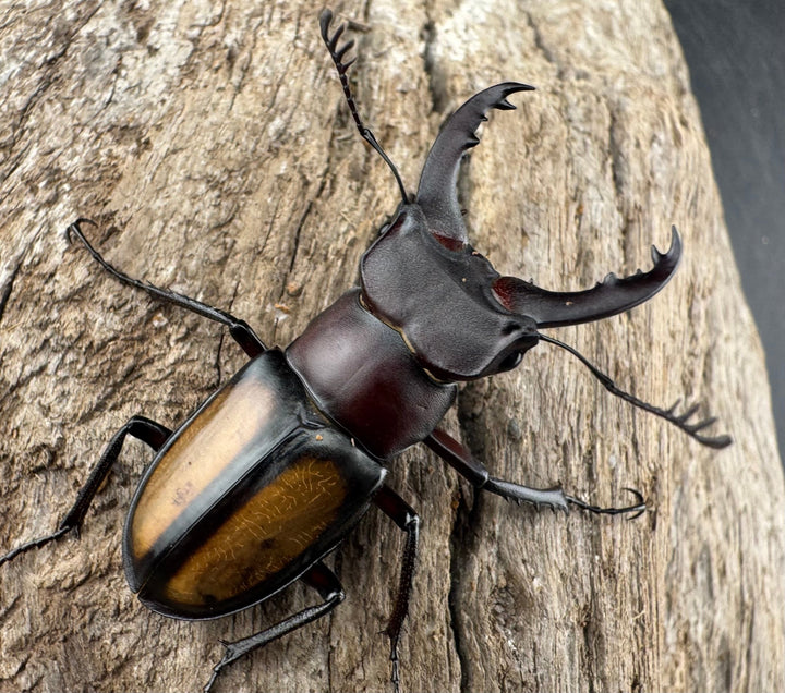 【WD】《パリーミヤマクワガタ 37mm ♂赤タイプ ペア》