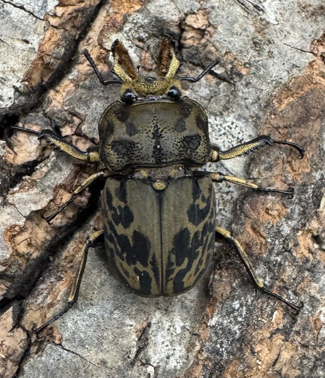 《ムナコブクワガタ ♂♀♀トリオ》