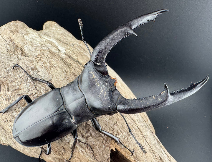 【WD】《マンディブラリスフタマタ 105mm ペア》