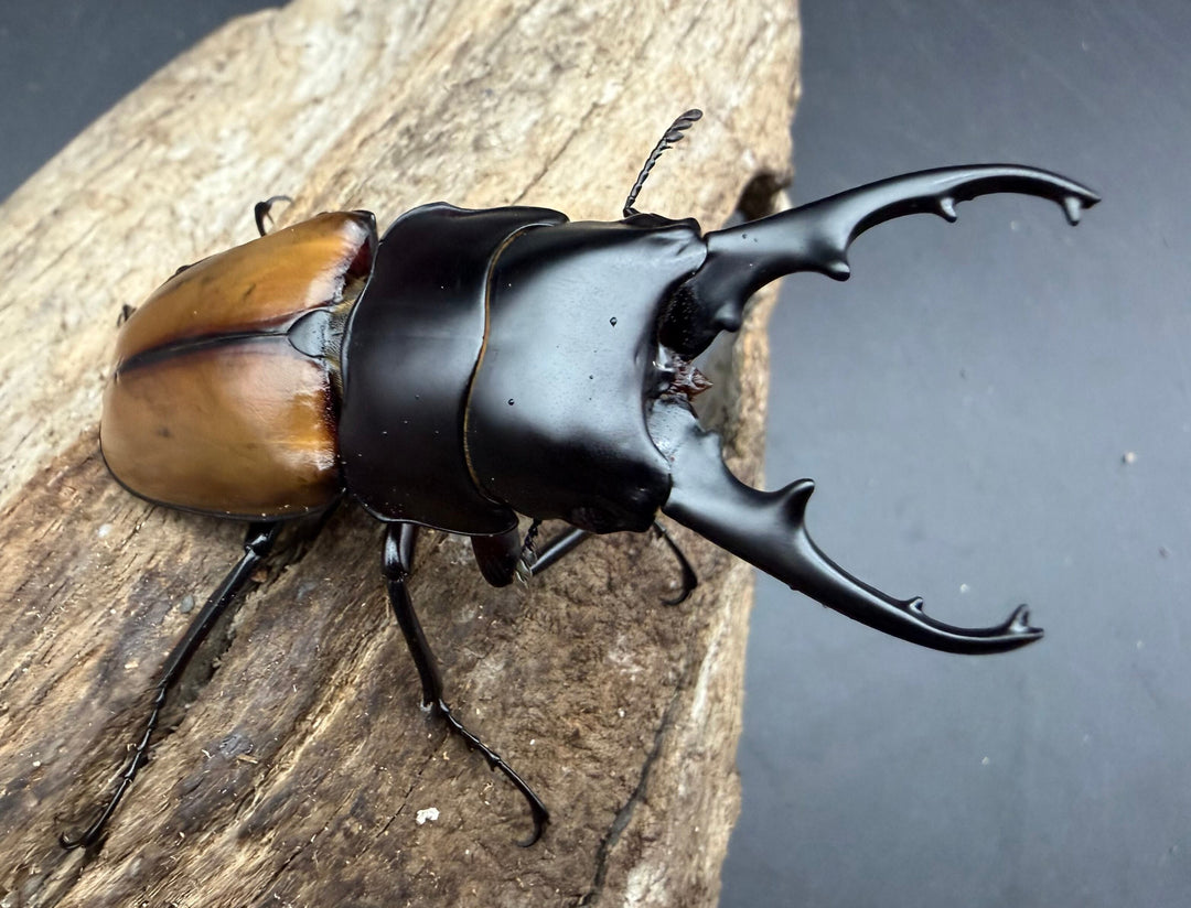 《ラフェルトノコギリクワガタ 70.5mm ペア》クワカブの部屋三森氏ブリード個体