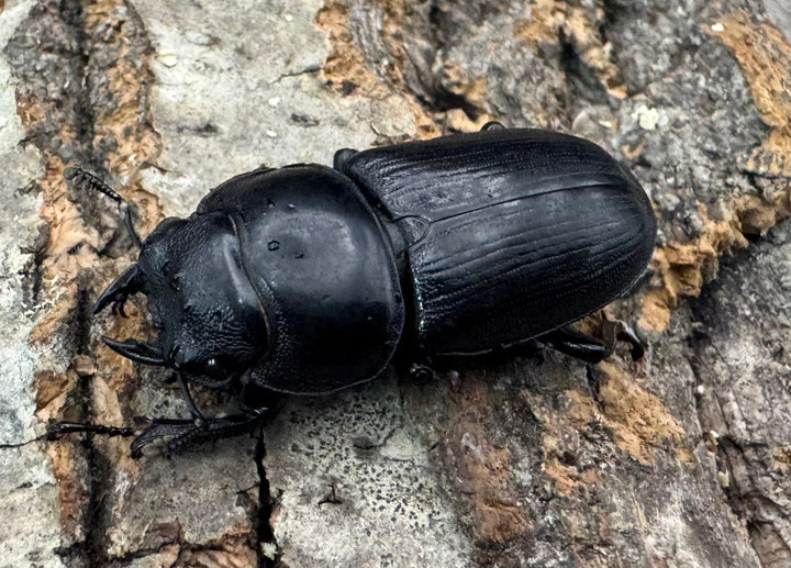 【WD】《ホペイオオクワガタ 33mm ♀単》