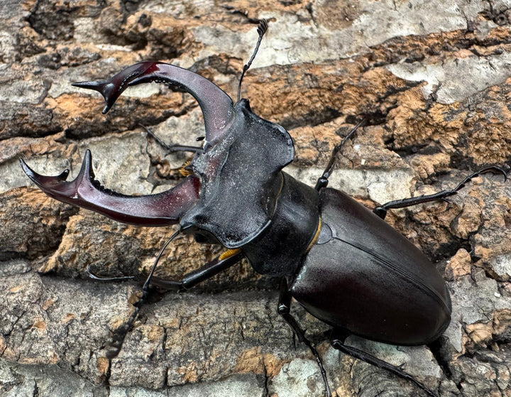 《ヨーロッパミヤマ（ケルブスミヤマ） 73mm ペア》