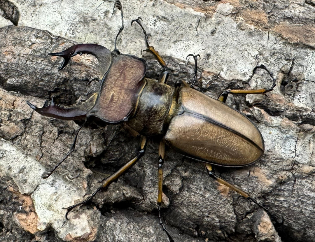 【WD】《デラバイミヤマ 46.5mm ペア》