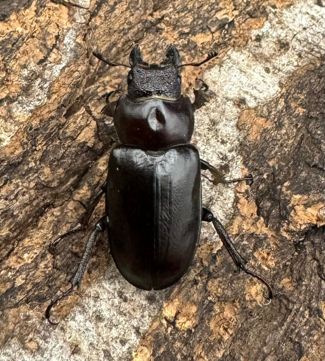 先取り移転オープン記念特価!!【WD】2021年新種《モーミヤマクワガタ Free ♀単》