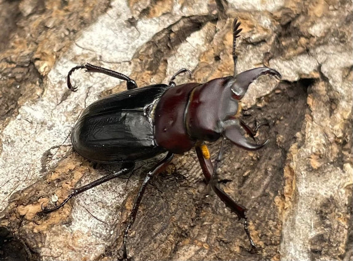 《ミクラミヤマ 神津島産 Free ペア》