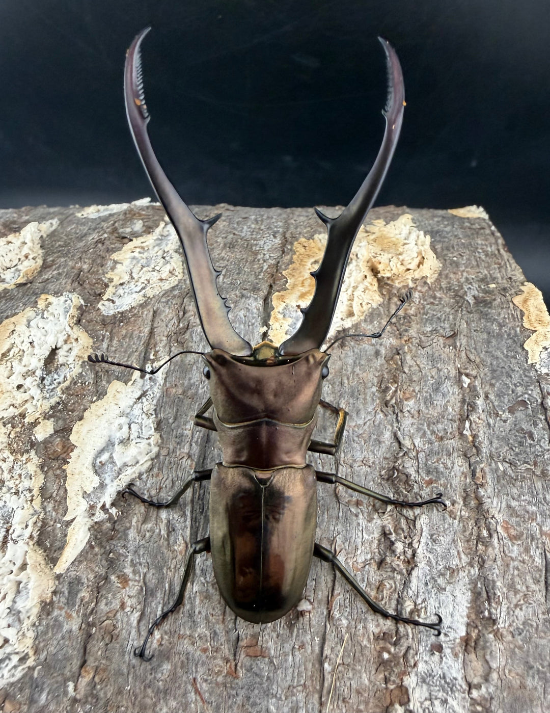 【WD】《メタリフェルホソアカ亜種フィナエ 79.5mm ペア》