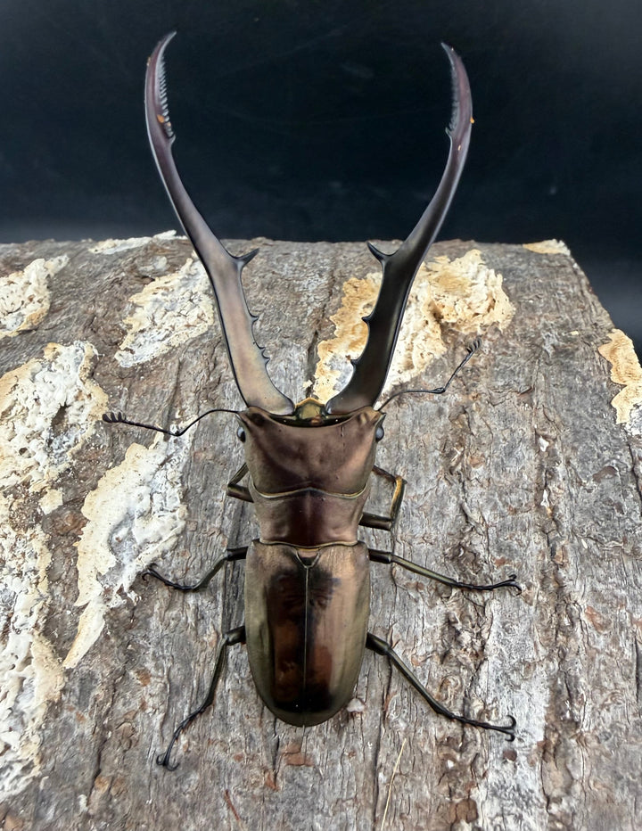 【WD】《メタリフェルホソアカ亜種フィナエ 79.5mm ペア》