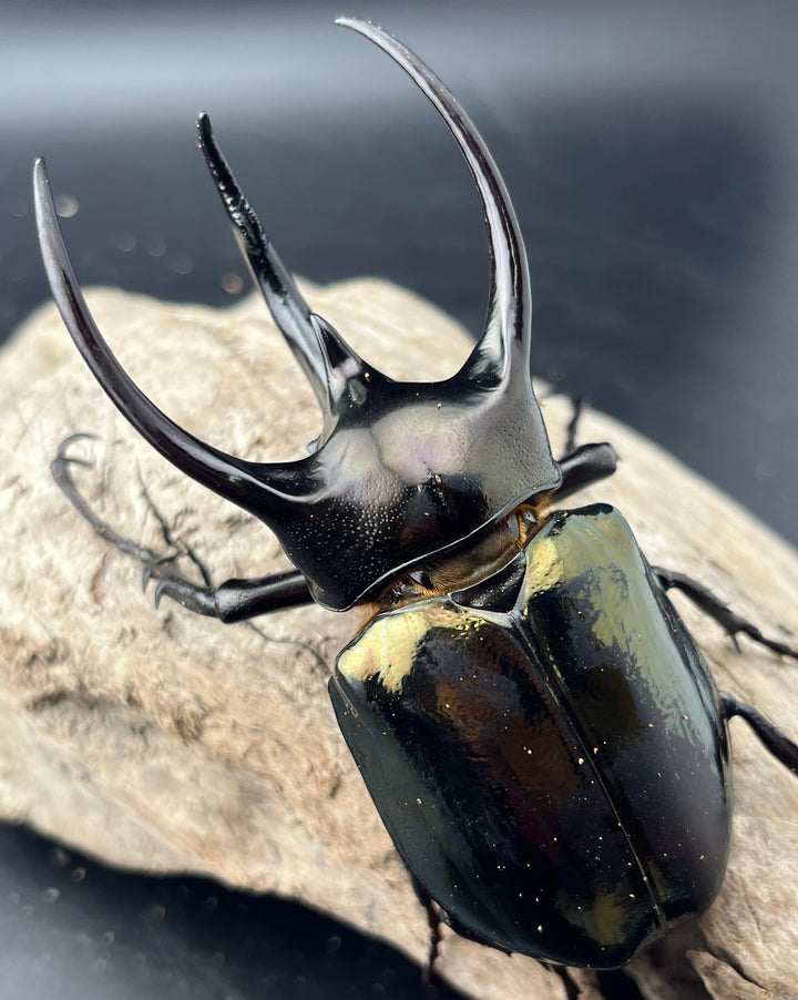 【WD】《ミンダナオアトラスオオカブト マラグサン産 92mm ペア》