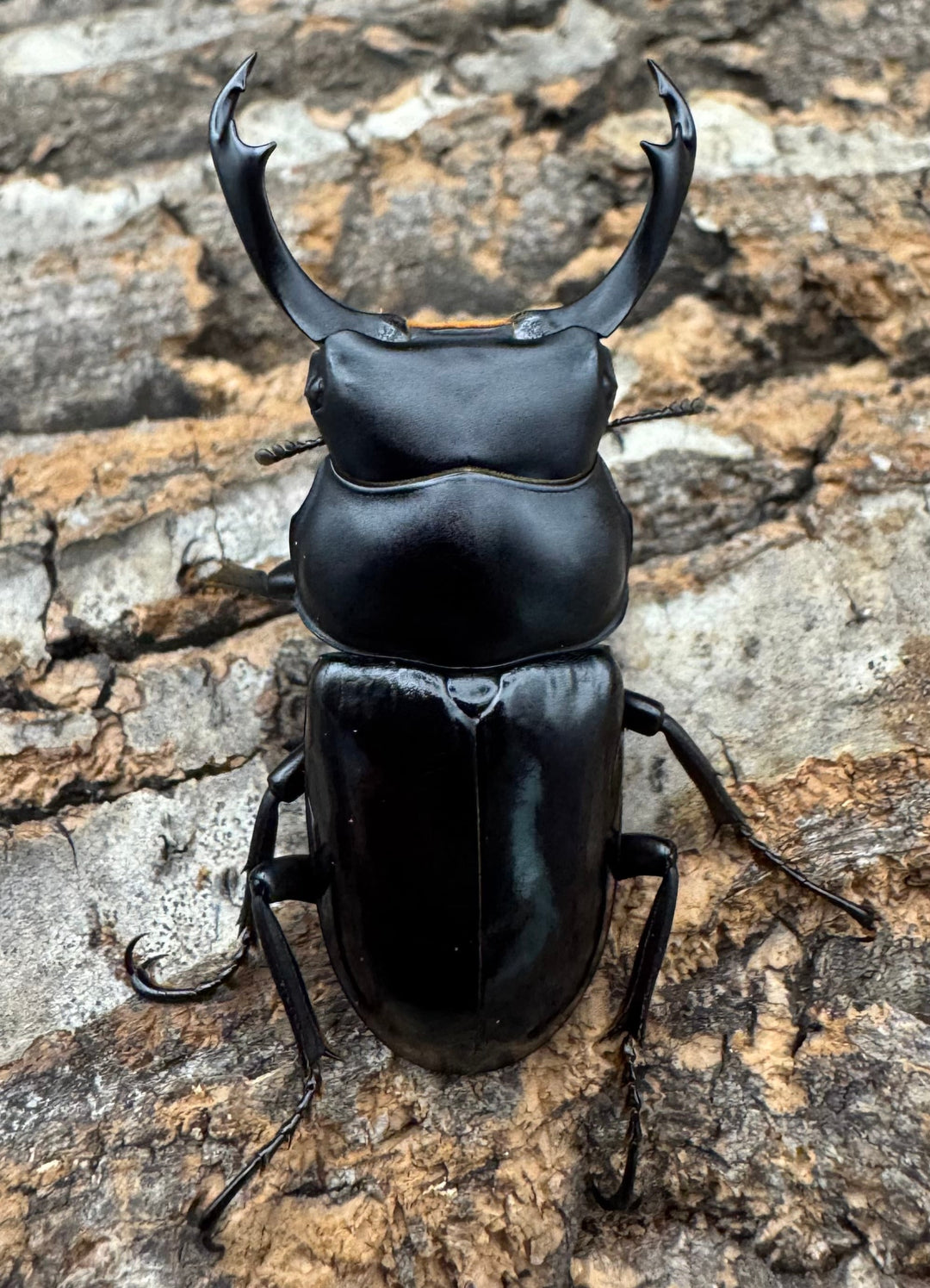 【WD】《セメノウコクワ 会東産 47.5mm ペア》