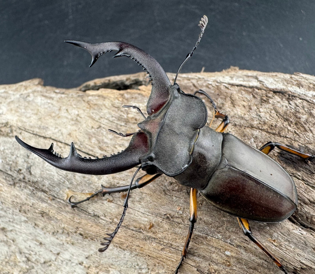 【WD】大型《フォントミヤマクワガタ 61mm ペア》②