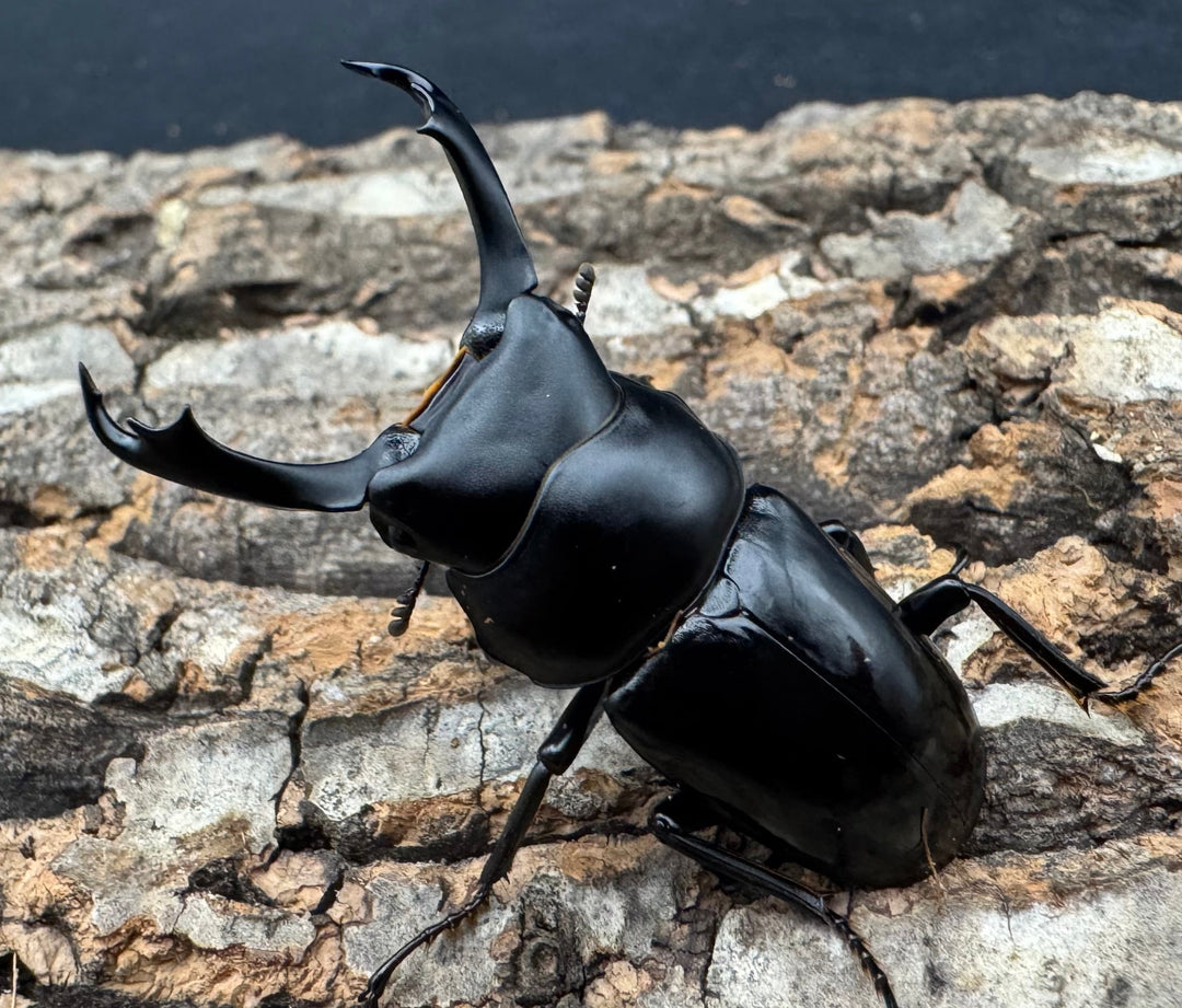 【WD】《セメノウコクワ 会東産 46mm ペア》