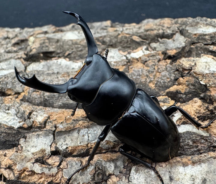 【WD】《セメノウコクワ 会東産 46mm ペア》