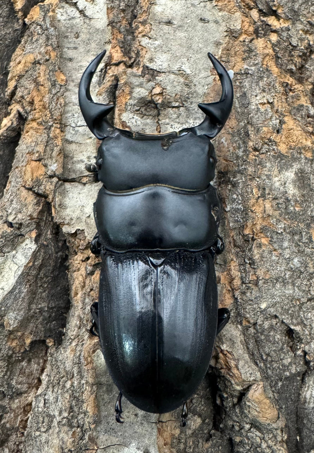 【WD】《ジャワパリーオオクワ 54mm ペア》