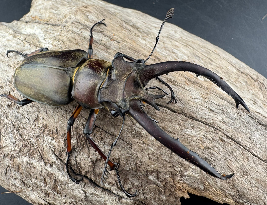 【WD】《プラネットミヤマクワガタ 81.5mm ペア》