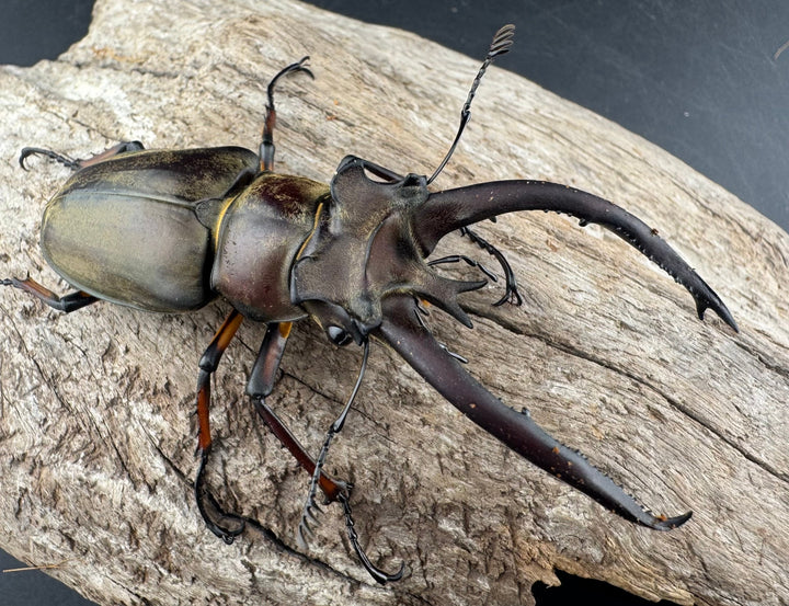 【WD】《プラネットミヤマクワガタ 81.5mm ペア》