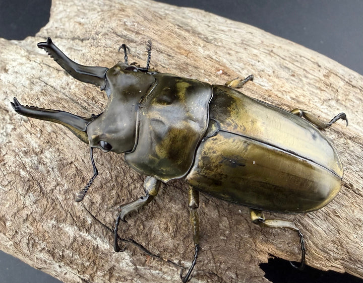 【F0】《ローゼンベルグオウゴンオニクワガタ 67.5mm ペア》