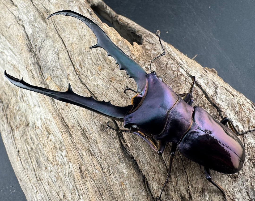 【美麗】《メタリフェルホソアカ亜種finae 78mm ペア》わたくわ氏ブリード個体