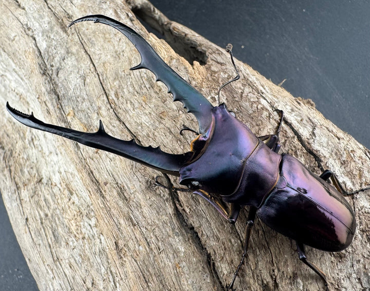 【美麗】《メタリフェルホソアカ亜種finae 78mm ペア》わたくわ氏ブリード個体