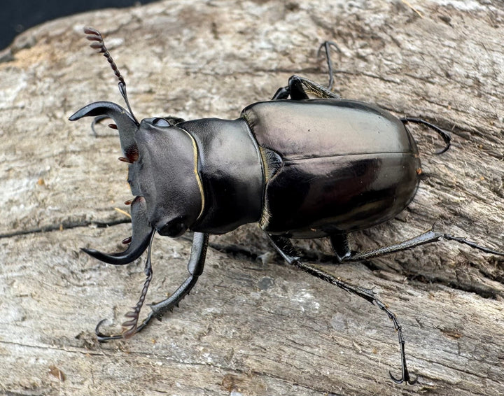 【WD】《ミンイミヤマクワガタ 28mm ペア》