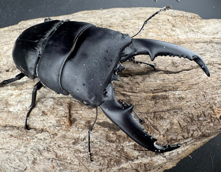 【WD】《ミンダナオヒラタ マラグサン産 93mm ペア》