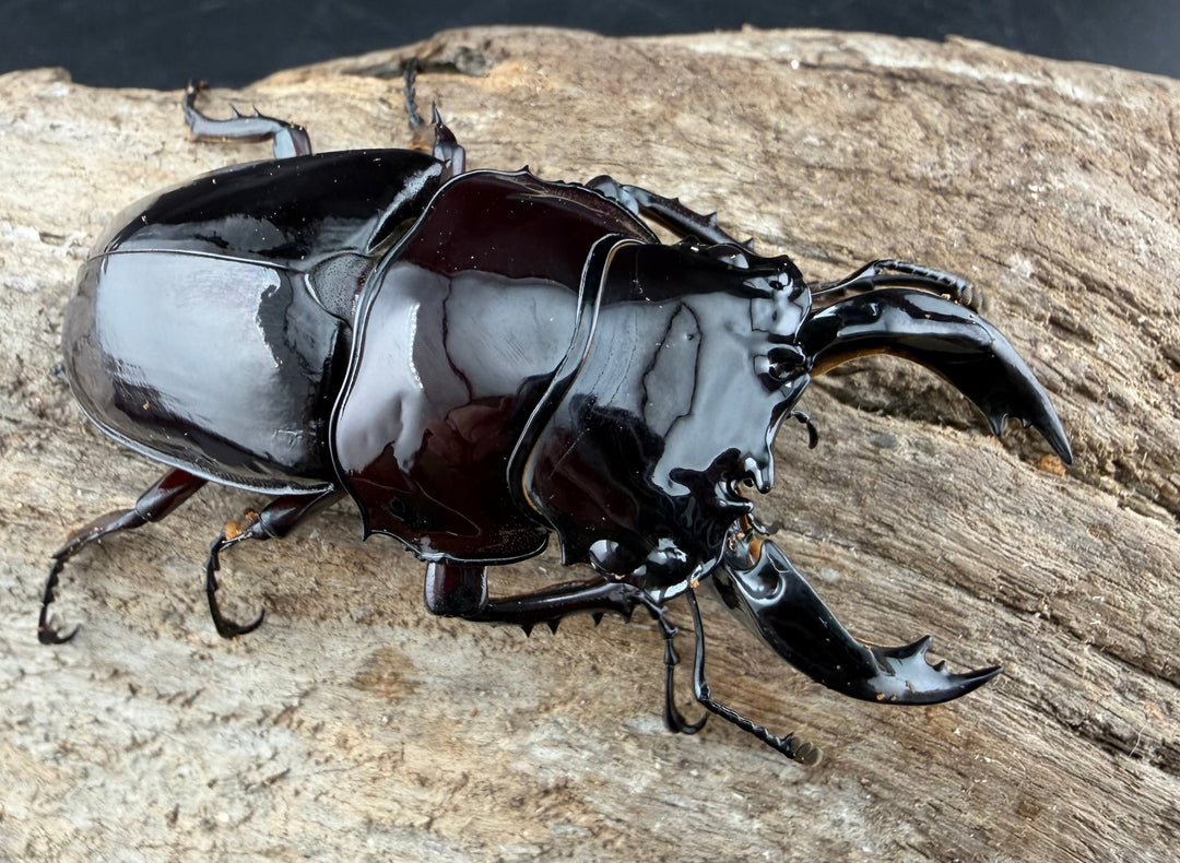 《赤レギウスオオツヤクワガタ 66.5mm ♂単》