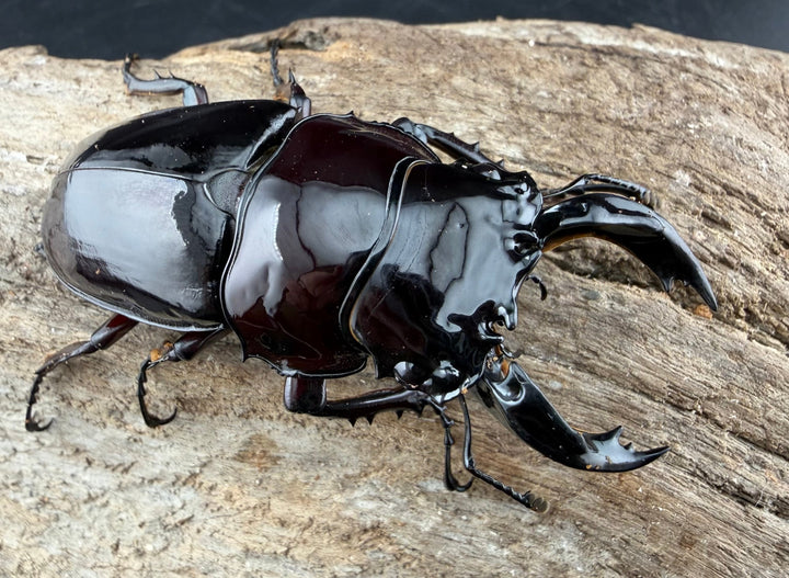 《赤レギウスオオツヤクワガタ 66.5mm ♂単》