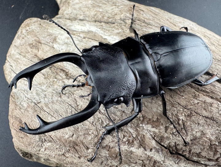 【WD】《スチーブンスツヤ原名亜種 76mm ペア》