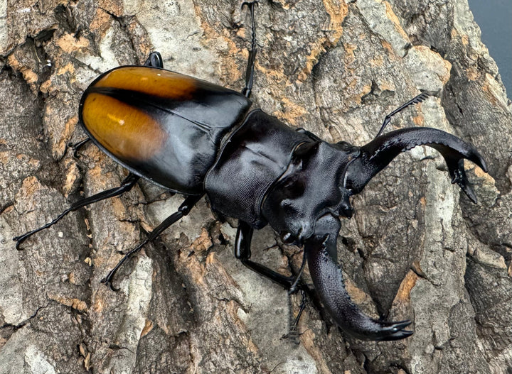 【WD】《セアカフタマタ 82.5mm ペア》