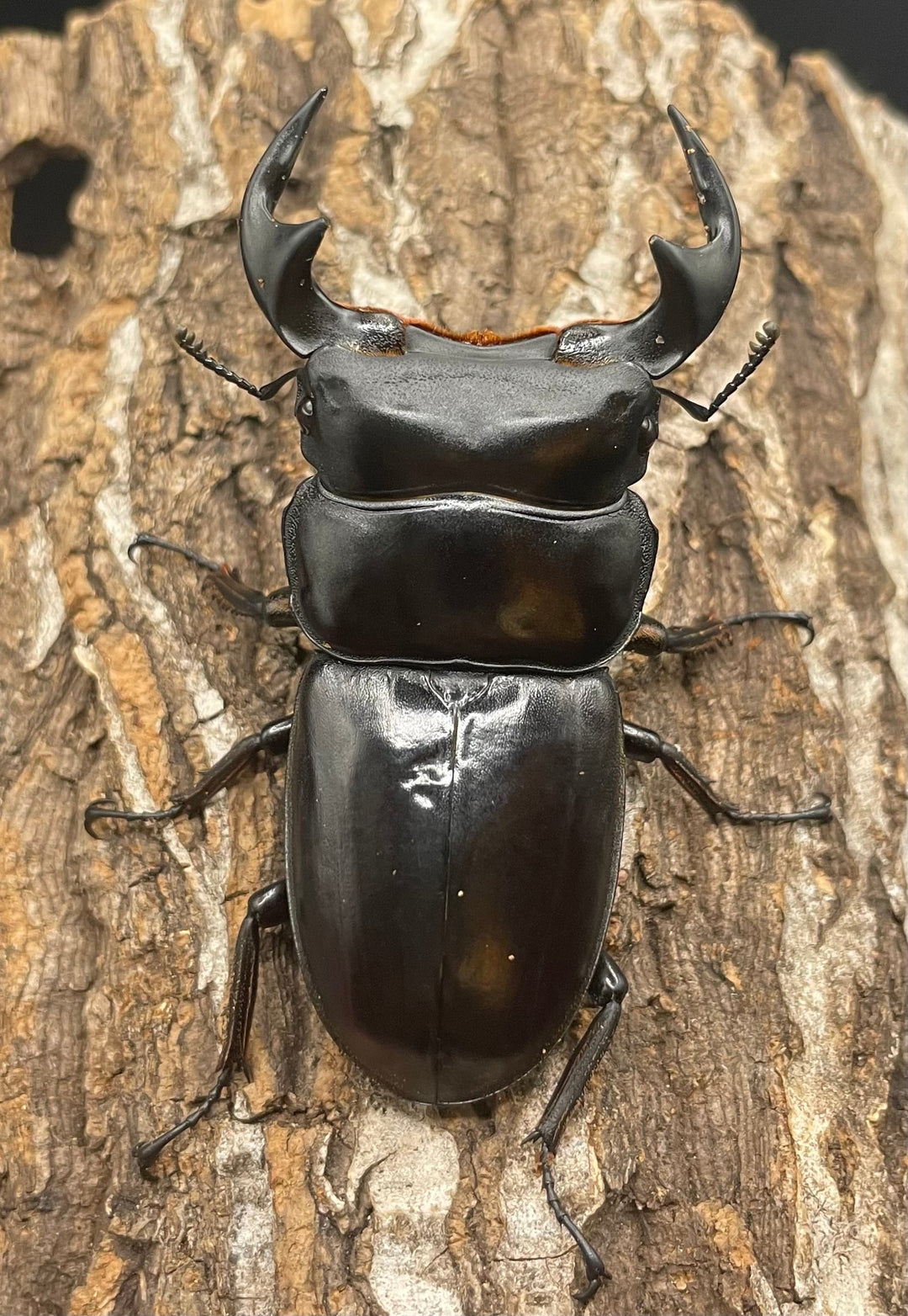 極太系《マレーアンタエウスオオクワ 68mm ペア》