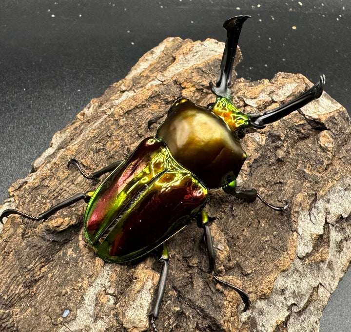 《ニジイロクワガタ 60mm ペア》