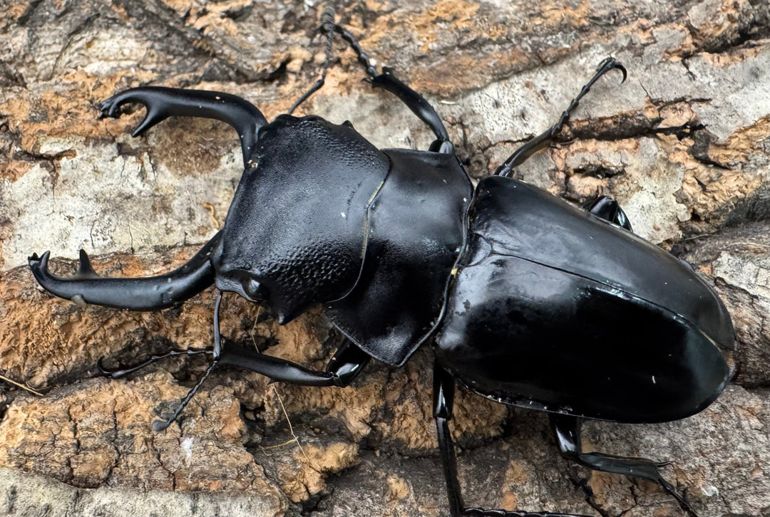 【WD】《スティーブンスツヤクワガタ原名亜種 70mm A’品ペア》