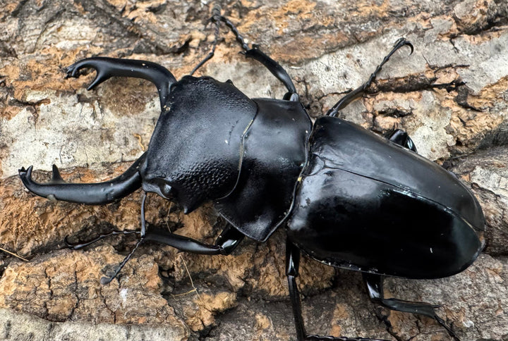 【WD】《スティーブンスツヤクワガタ原名亜種 70mm A’品ペア》