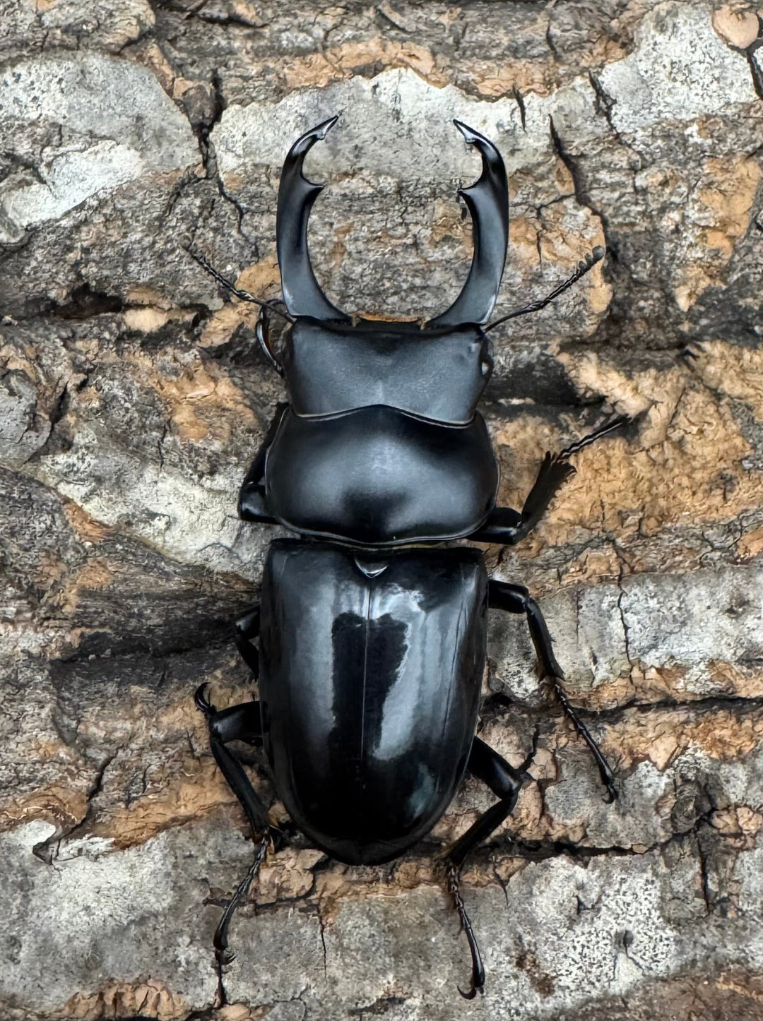 【WD】《セメノウコクワ 会東産 47mm ペア》