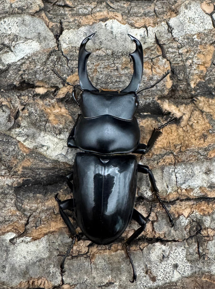 【WD】《セメノウコクワ 会東産 47mm ペア》