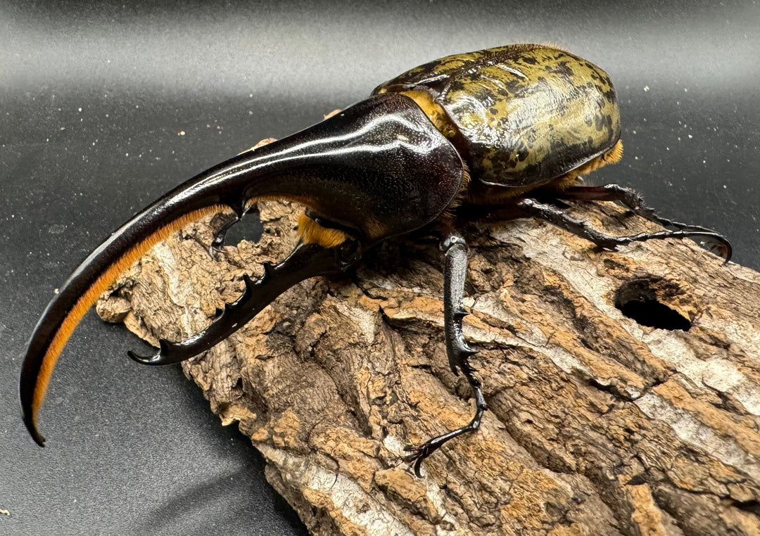 《ヘラクレス・ヘラクレス 125mm ペア》