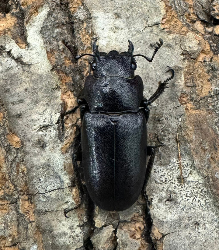 【美麗】《メタリフェルホソアカ 76mm ペア》わたくわ氏ブリード個体