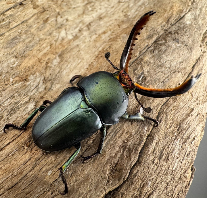 《パプアキンイロクワガタ 33mm ペア》