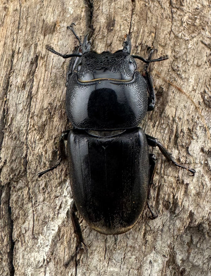 【WD】《西ペレンヒラタ（スラウェシオオヒラタ） 88mm ペア》